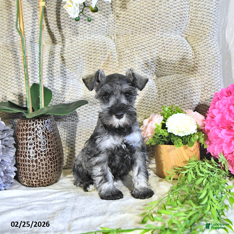 Miniature Schnauzer dogs Macy - Ad 1