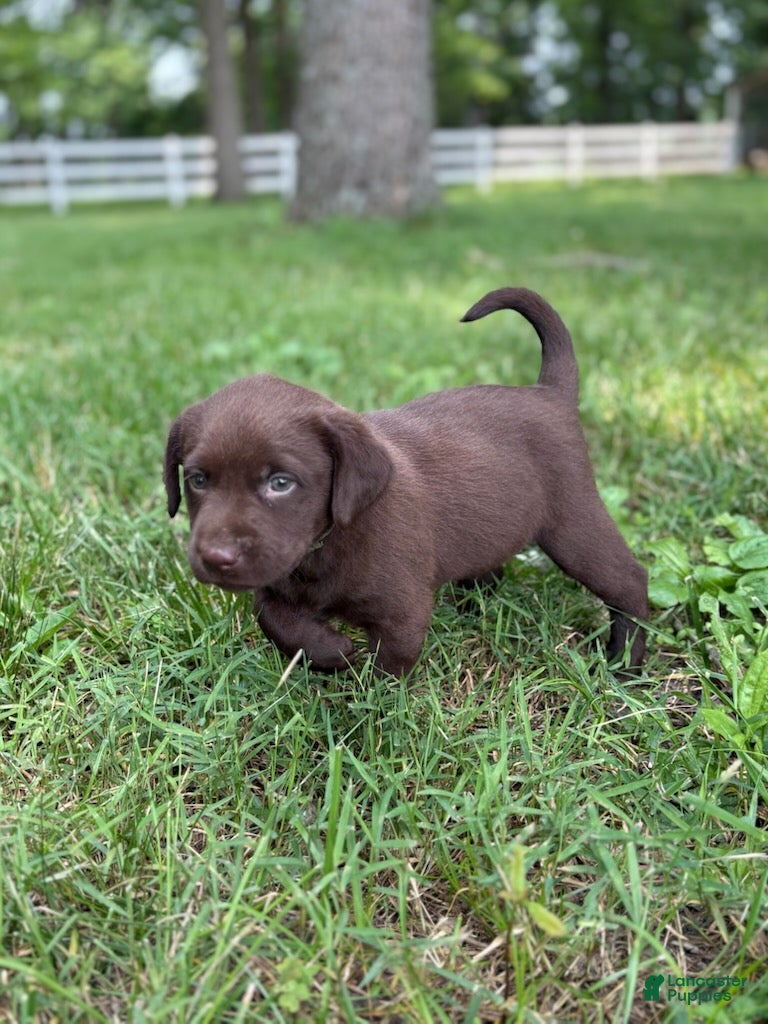 Labrador Retriever dogs Chocolate Male - Ad 9