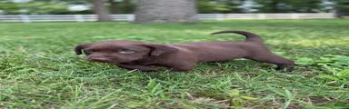 Chocolate Male
