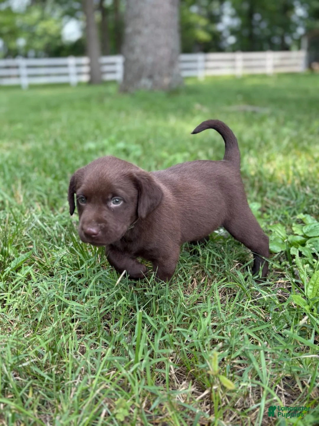 Labrador Retriever dogs for sale: Chocolate Male - Ad 1