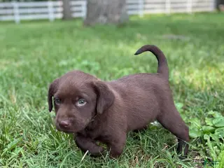 Labrador Retriever dogs Chocolate Male - Ad 9
