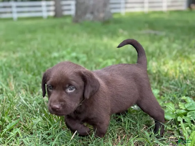 Labrador Retriever dogs for sale: Chocolate Male - Ad 3