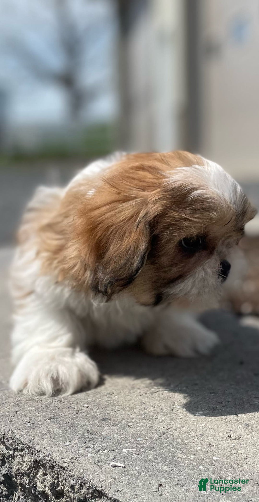 Shih Tzu dogs for sale: Snoopy - Ad 8