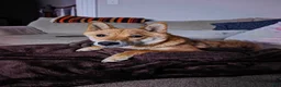 Shiba Inu dogs for sale: Shiba Inu 2 - Ad 20