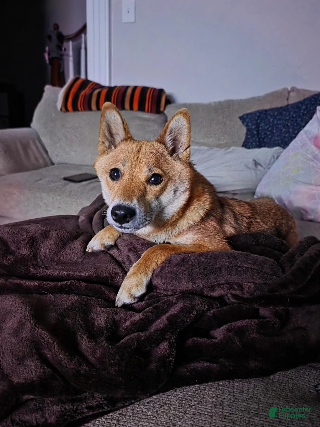 Shiba Inu dogs for sale: Shiba Inu 2 - Ad 20