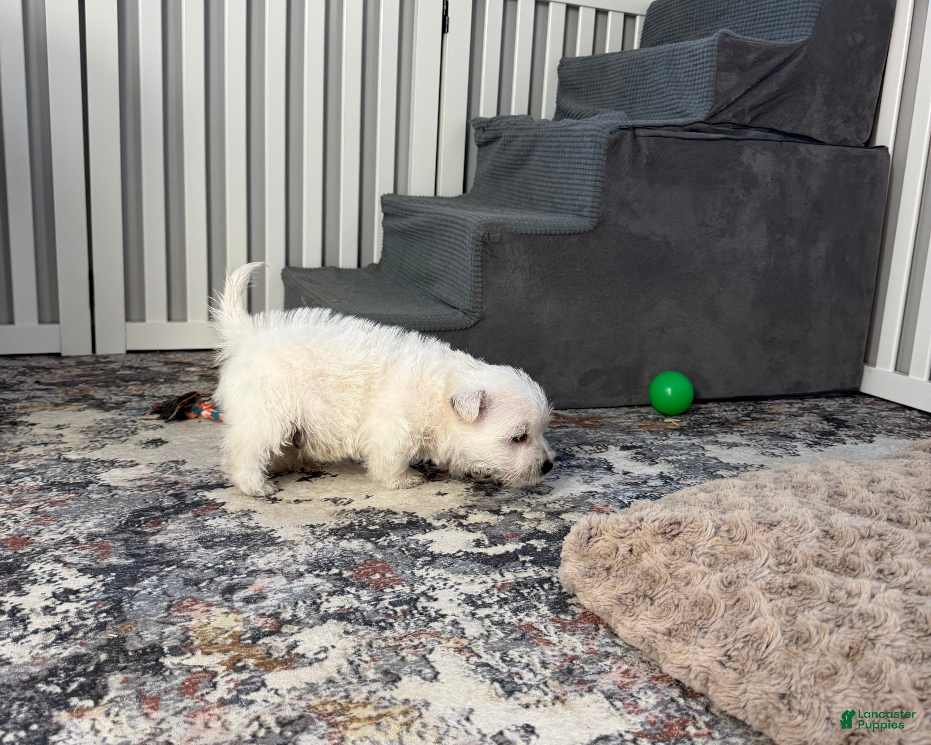 West Highland Terrier dogs Atlee - Ad 2