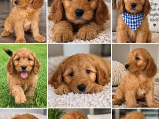Mini Goldendoodle dogs Buddy - Ad 21
