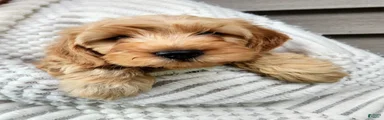 BARKLEY - Mini Goldendoodle Fluffy Puppy