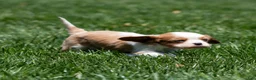 Cavalier King Charles Spaniel dogs for sale: Arlan Cavalier King Charles Spaniel Puppy  - Ad 15