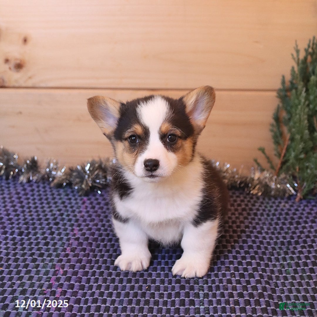 Welsh Corgi Pembroke dogs for sale: Hunter - Ad 4