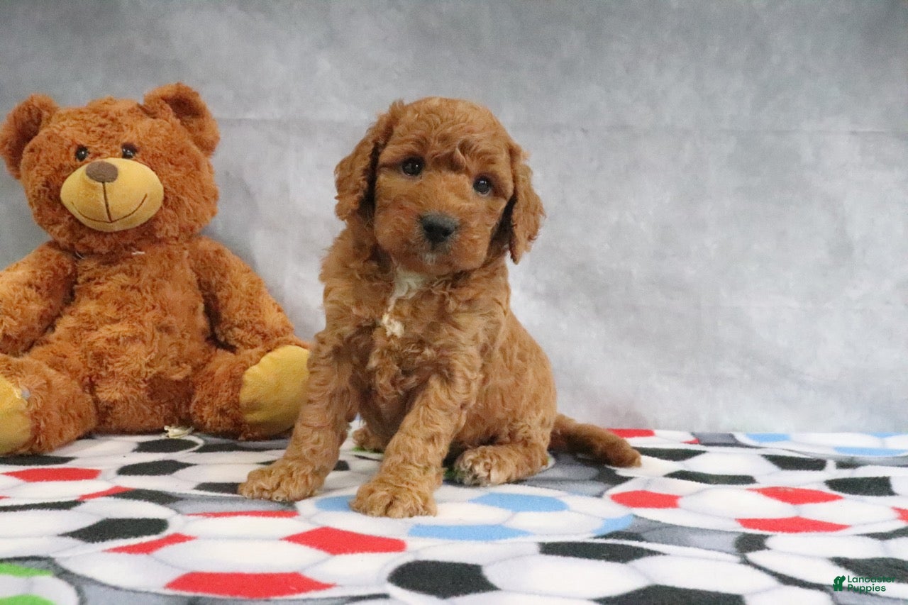 Mini Goldendoodle dogs Carla - Ad 2