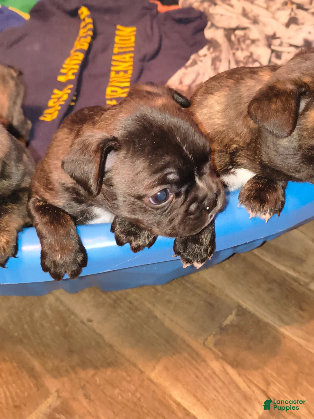 Frenchton dogs for sale: Frenchton Puppy 1 - Ad 2