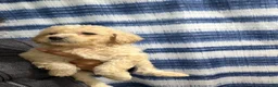 Yorkiepoo dogs for sale: Yorkiepoo Puppy 1 - Ad 4
