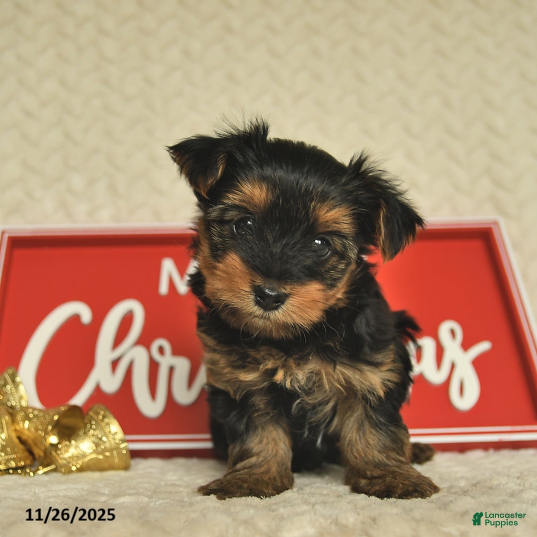 Yorkiepoo dogs for sale: Davon  - Ad 9