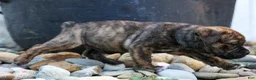 Beabull dogs for sale: Ashton  - Ad 17