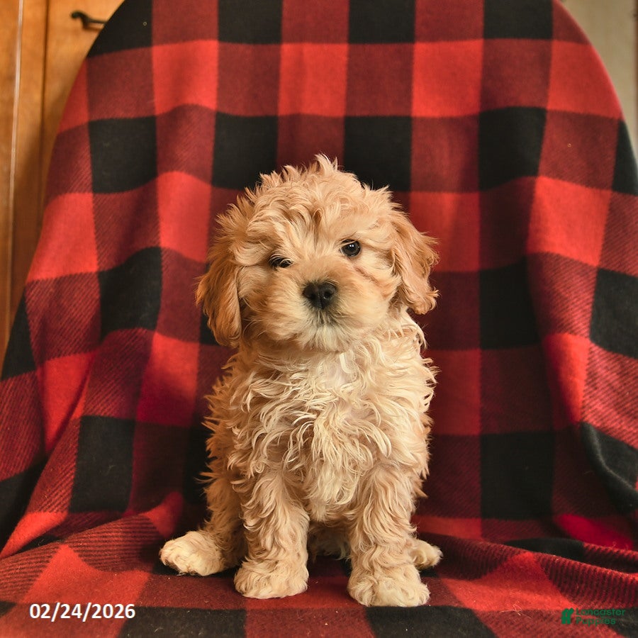 Havapoo dogs Sugar  - Ad 1