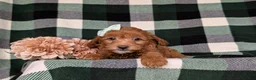 Miniature Poodle dogs for sale: Shyann - Ad 7