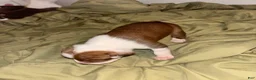 American Bully dogs for sale: Babygirl aka Runt - Ad 2