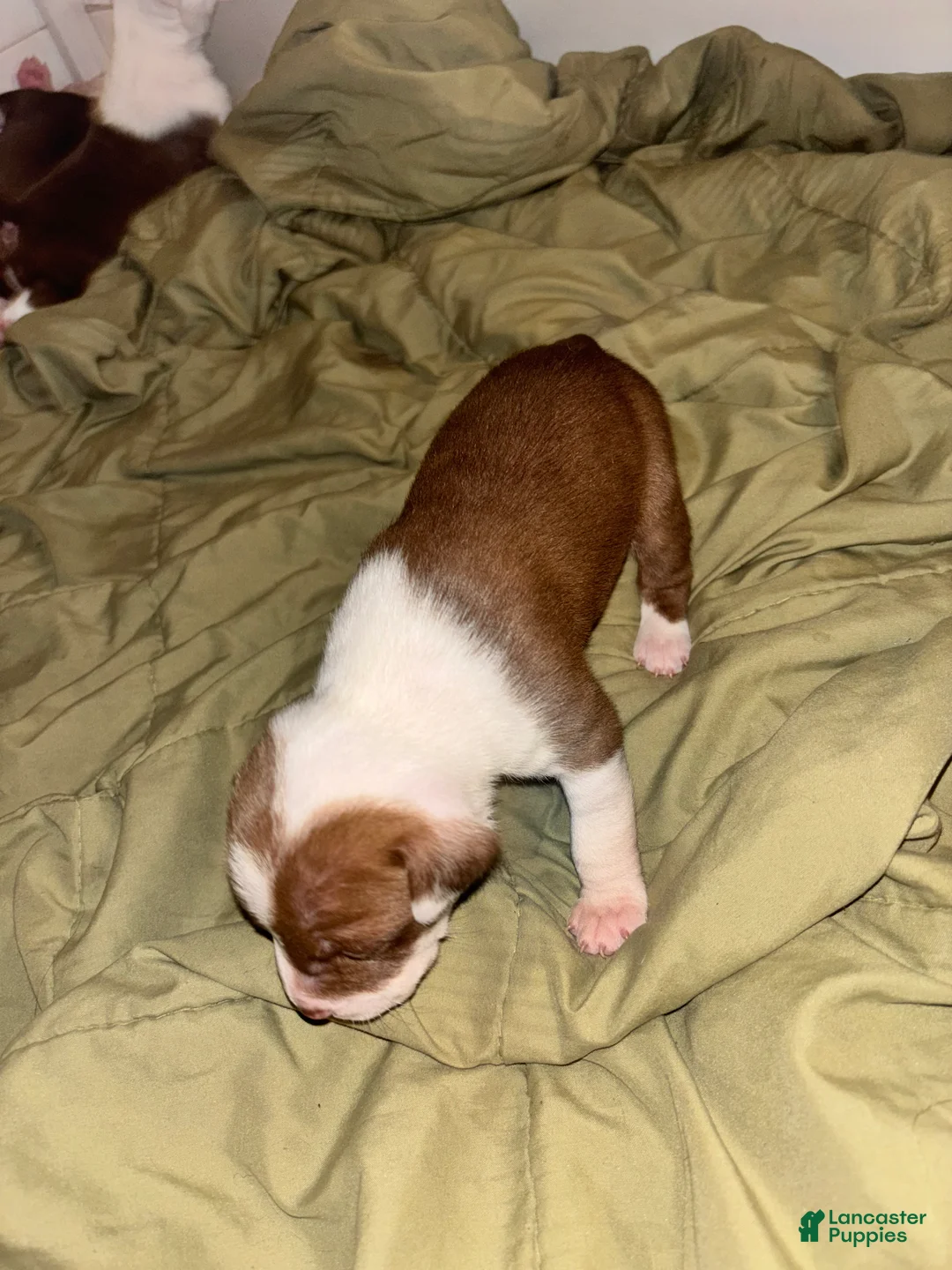American Bully dogs for sale: Babygirl aka Runt - Ad 2