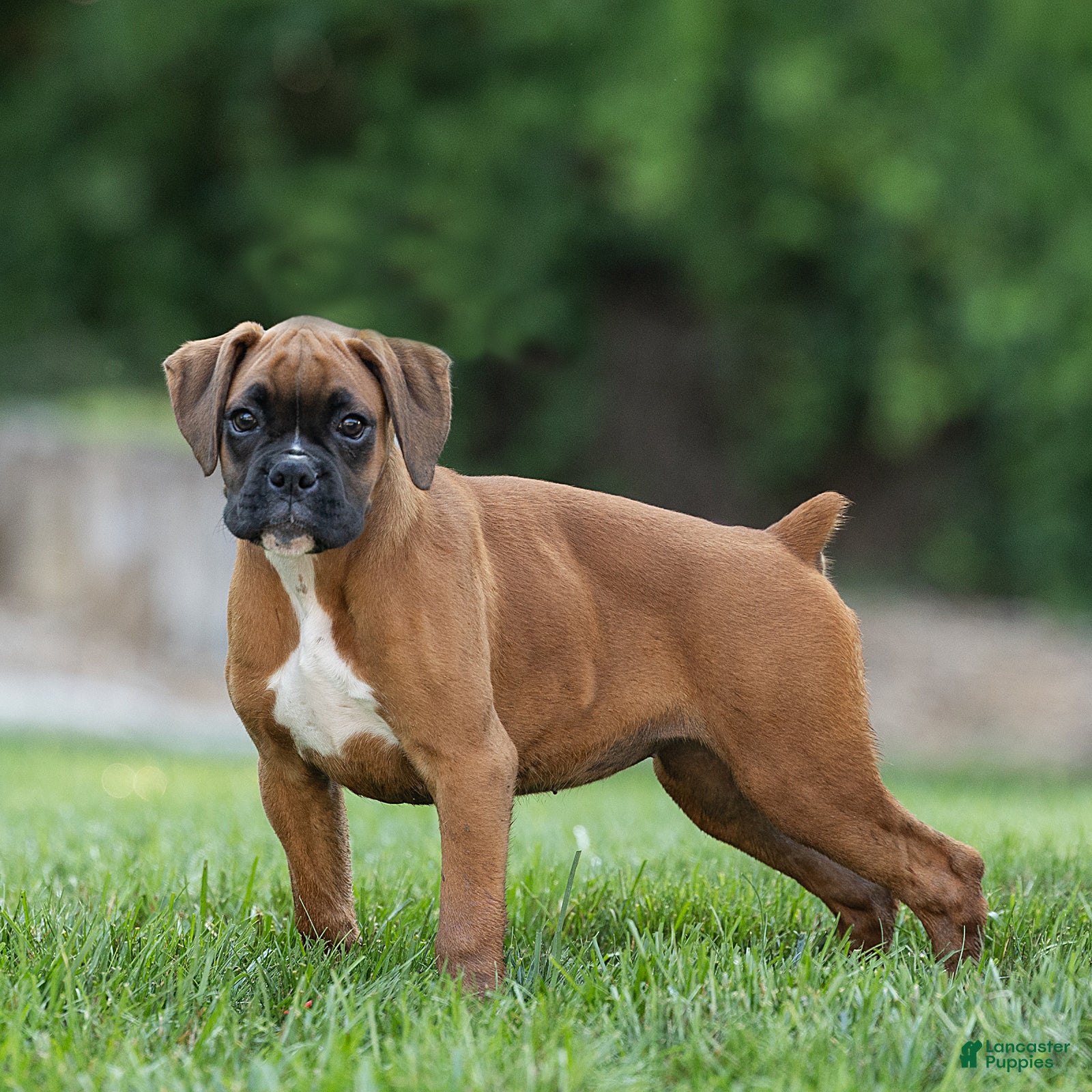Boxer dogs Nettie Boxer  - Ad 2