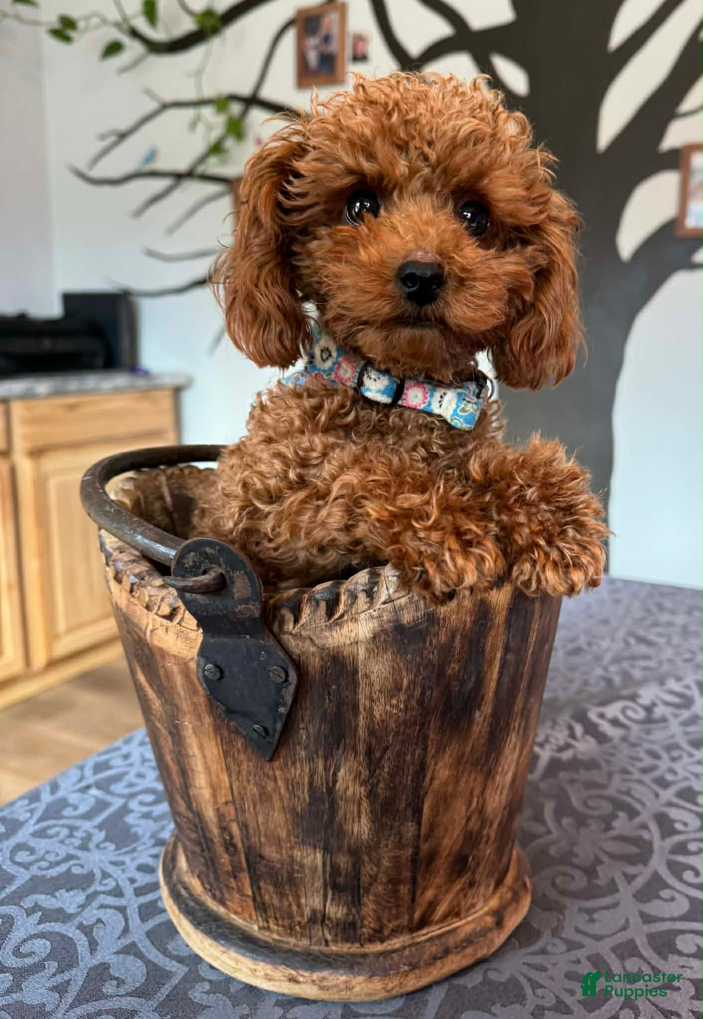 Toy Poodle dogs Toy Poodle Puppy 1 - Ad 1