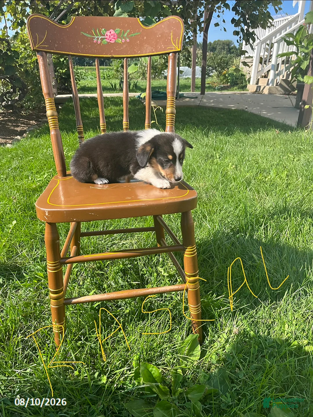 Welsh Corgi Pembroke dogs for sale: Rascal - Ad 5
