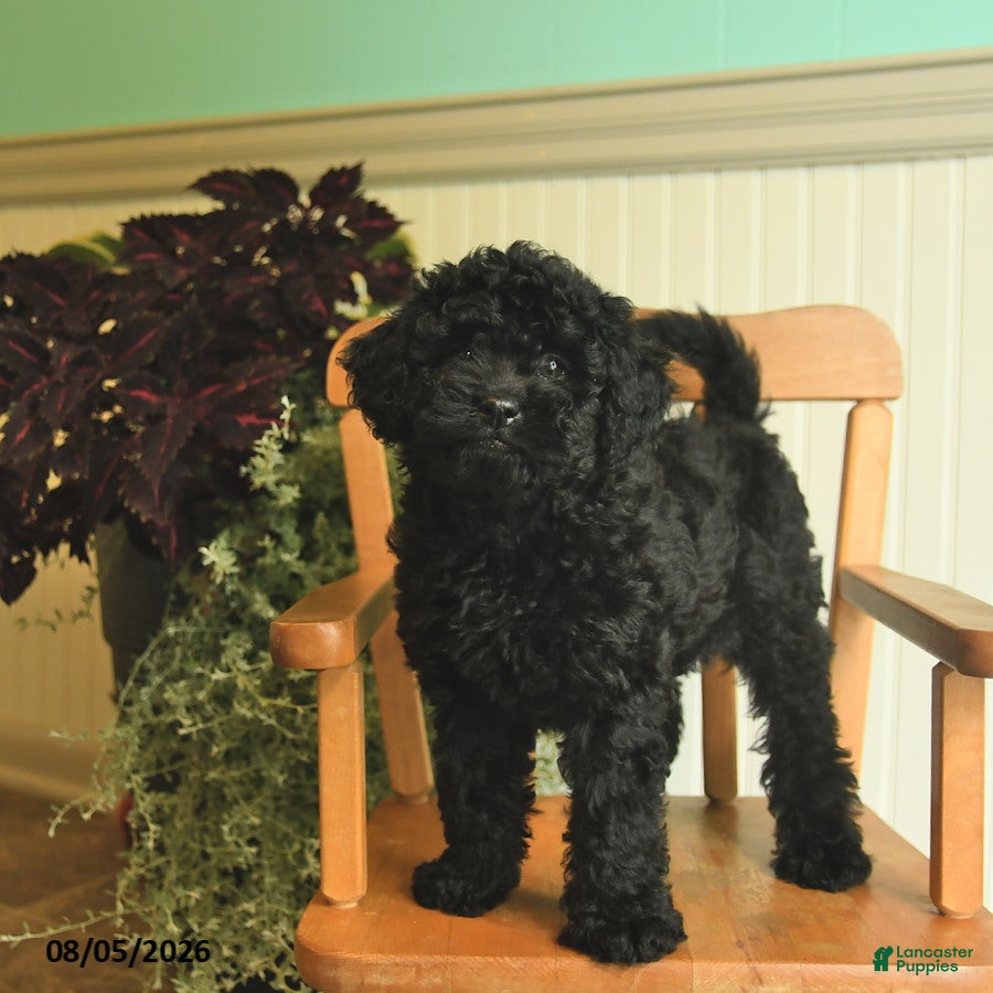 Shihpoo dogs Mia  - Ad 2