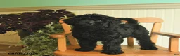 Shihpoo dogs for sale: Mia  - Ad 2