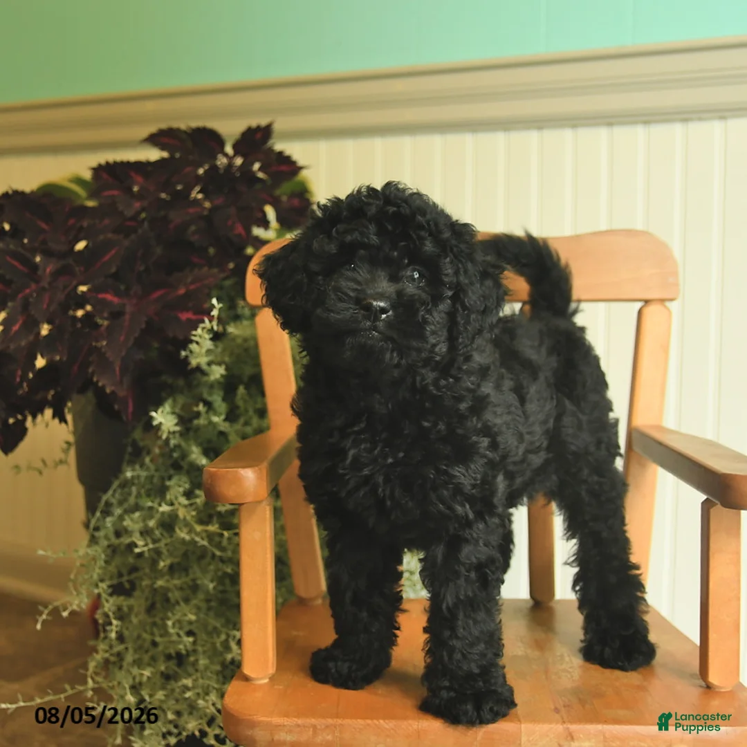 Shihpoo dogs for sale: Mia  - Ad 2