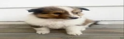 Shetland Sheepdog dogs for sale: Leif  - Ad 15