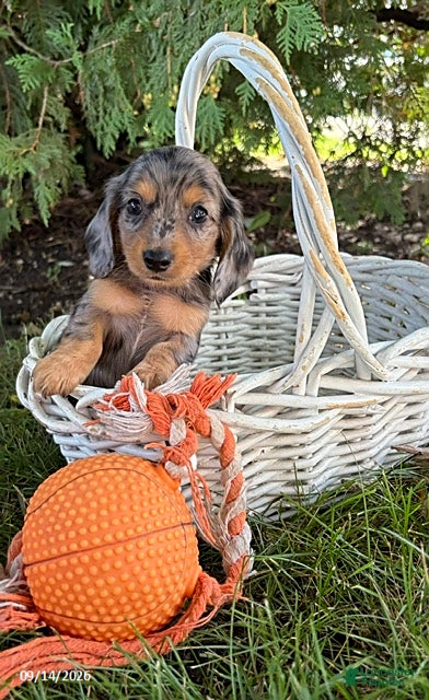 Miniature Dachshund dogs Harley - Ad 1