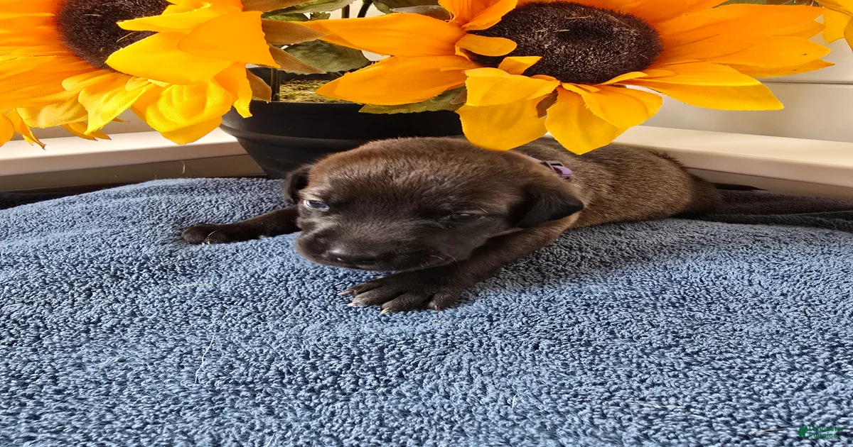 Zira (purple collar) Mixed Breed for sale in Westminster