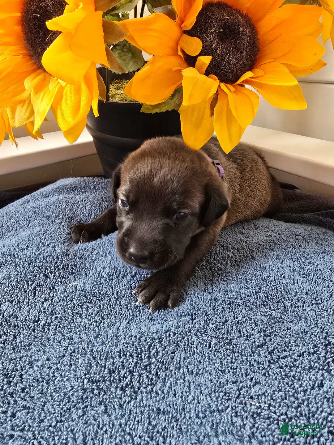 Zira (purple collar) Mixed Breed for sale in Westminster