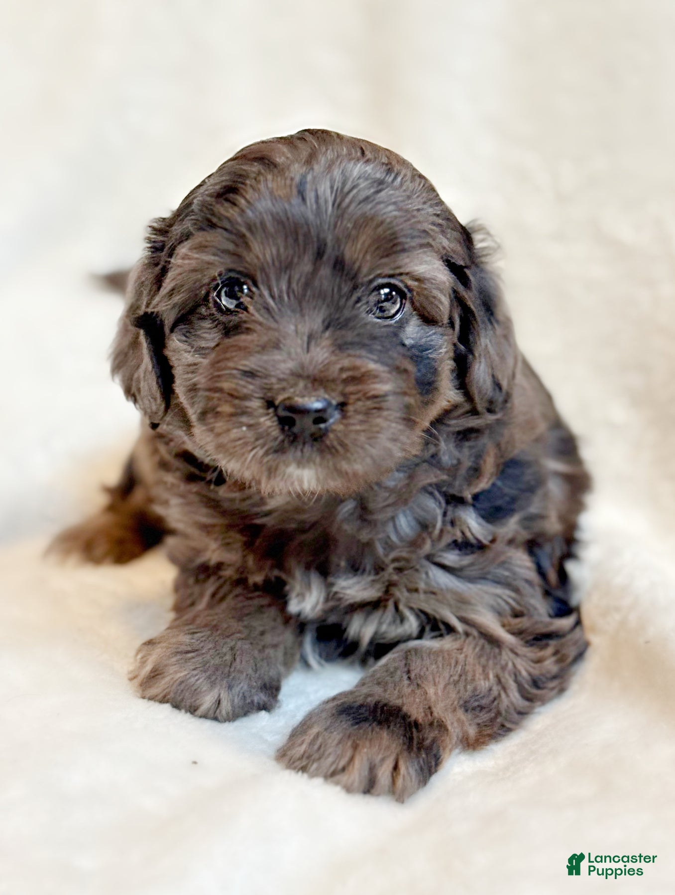 Mini Aussiedoodle dogs River - Ad 5