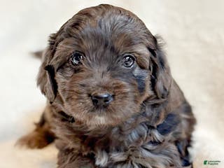Mini Aussiedoodle dogs River - Ad 2