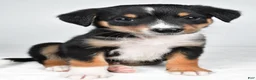 Mixed Breed dogs for sale: J.J - Ad 3