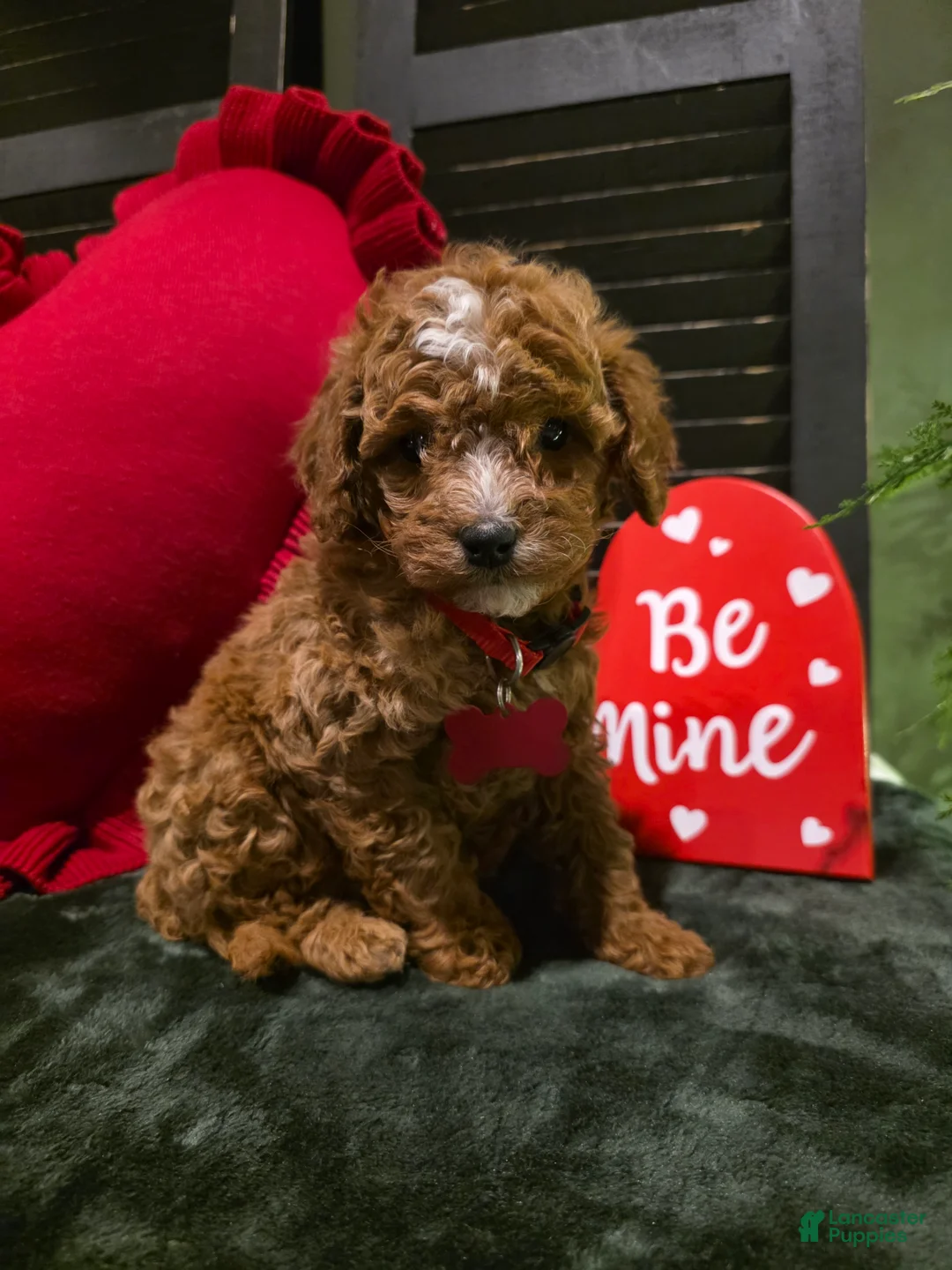 Mini Bernedoodle dogs for sale: Jax  - Ad 2