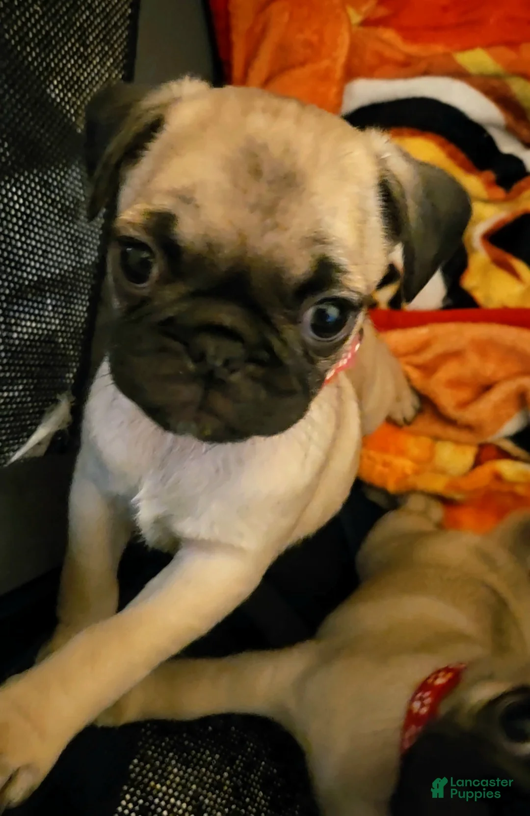 Pug dogs for sale: Pink - Ad 2