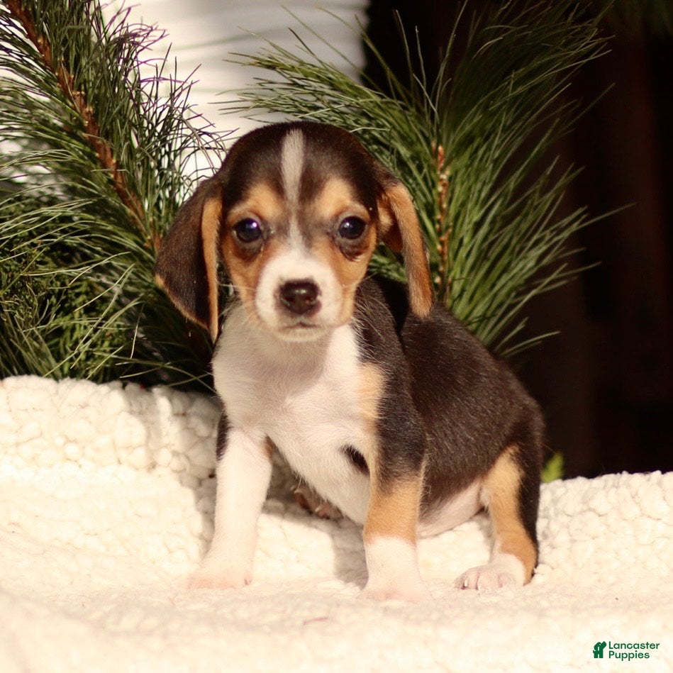 Beagle dogs Lucky - Ad 17