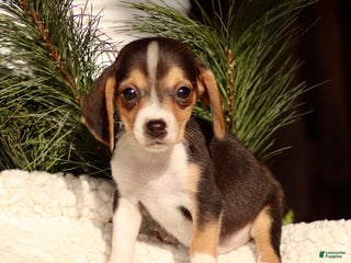 Beagle dogs Lucky - Ad 17