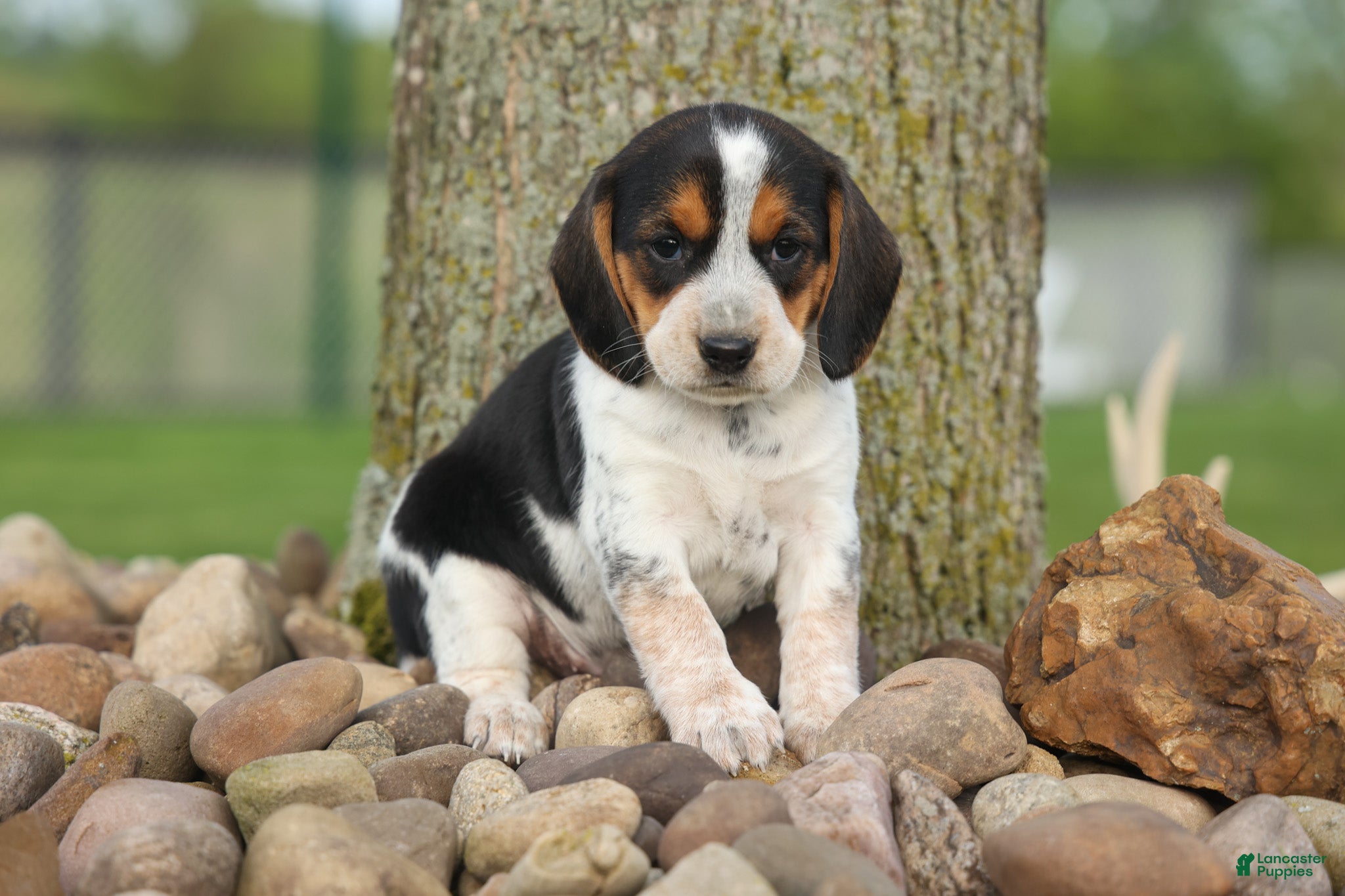 Beagle dogs  Copper 🐶 - Ad 1