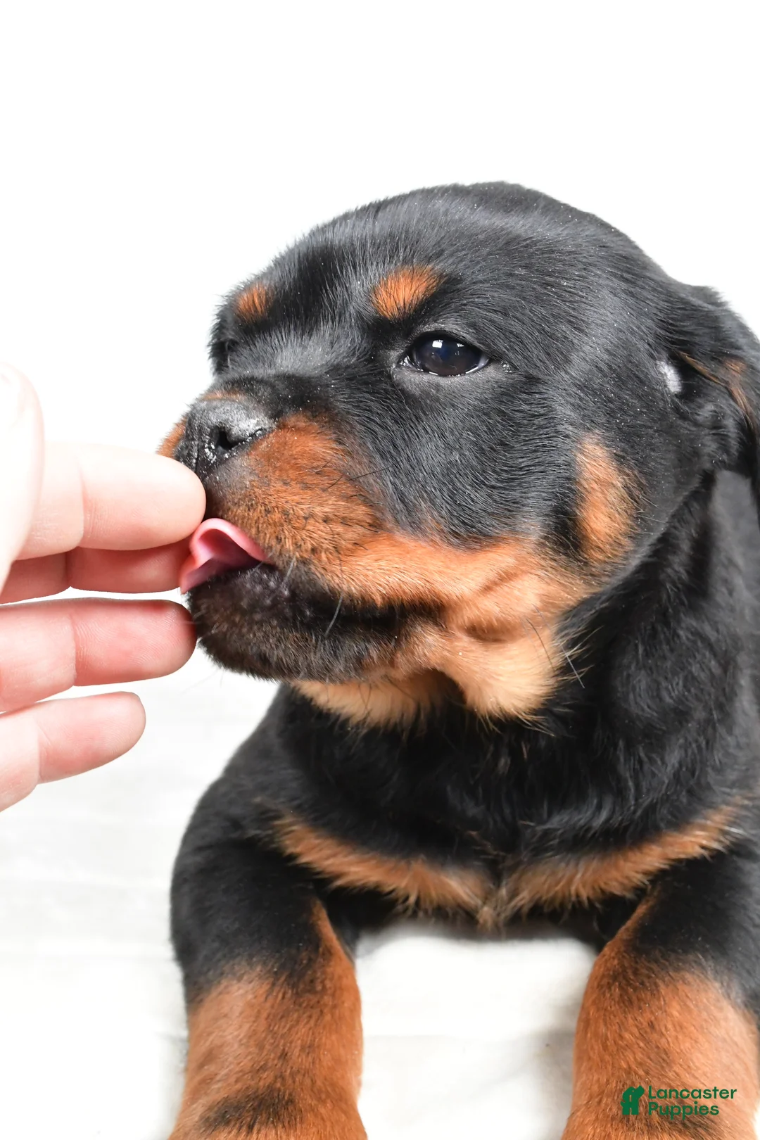Rottweiler dogs for sale: Princess - Ad 6