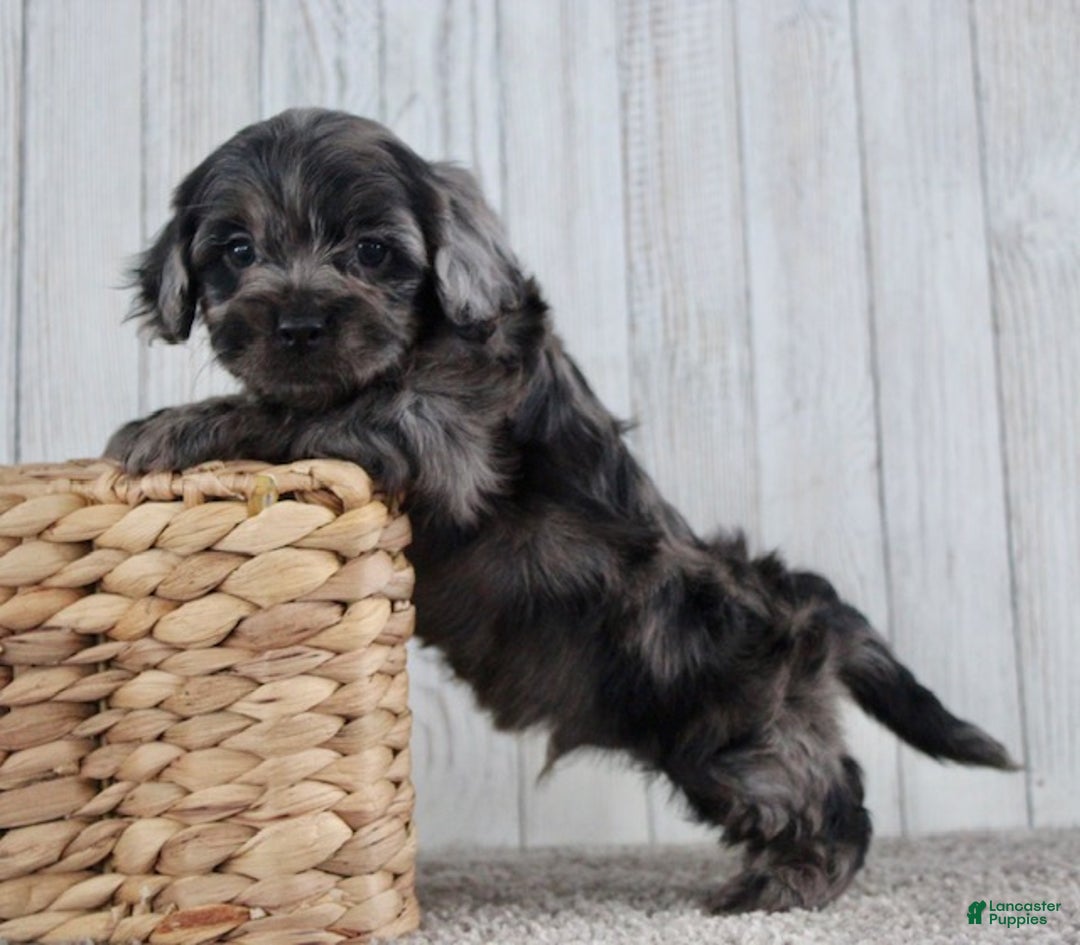 Cockapoo dogs for sale: Cain - Ad 5
