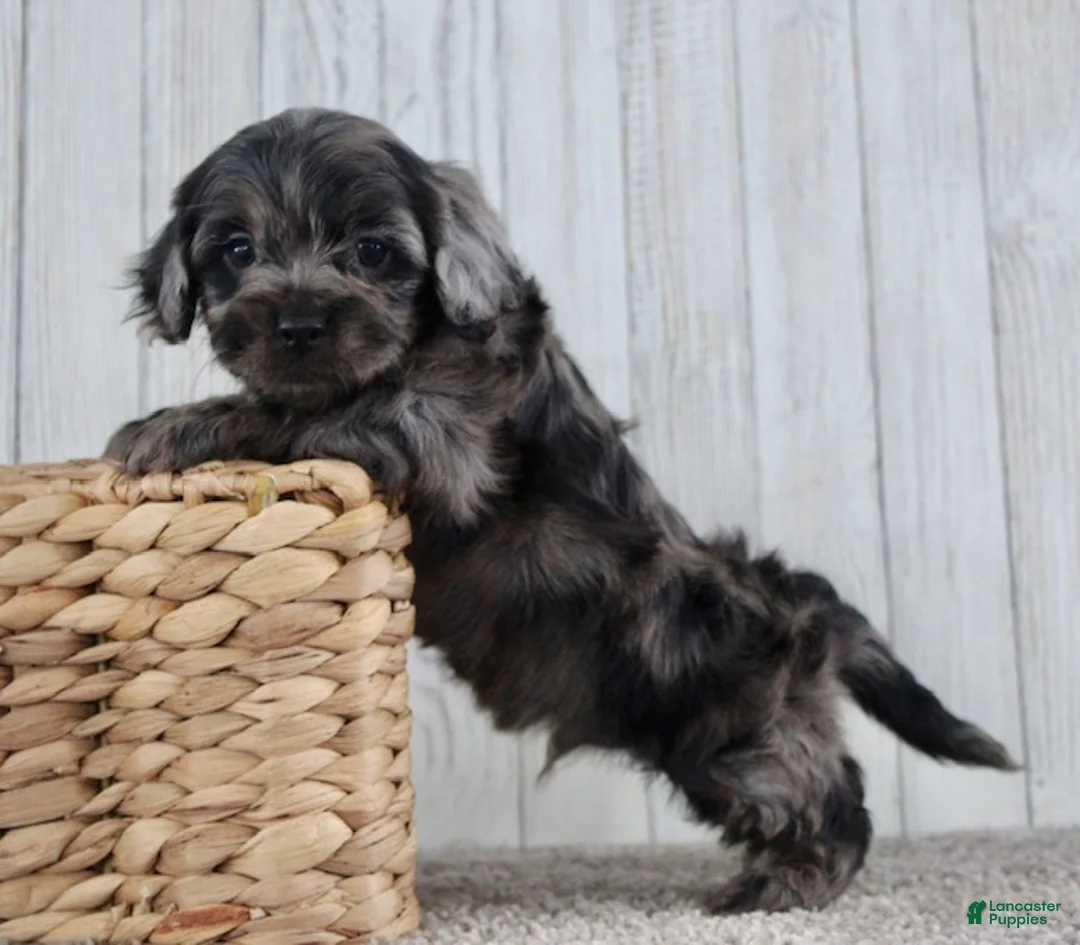 Cockapoo dogs for sale: Cain - Ad 10
