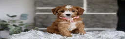 Cavapoo dogs for sale: Penny - Ad 7
