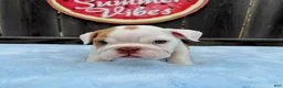 English Bulldog dogs for sale: Boby  - Ad 6