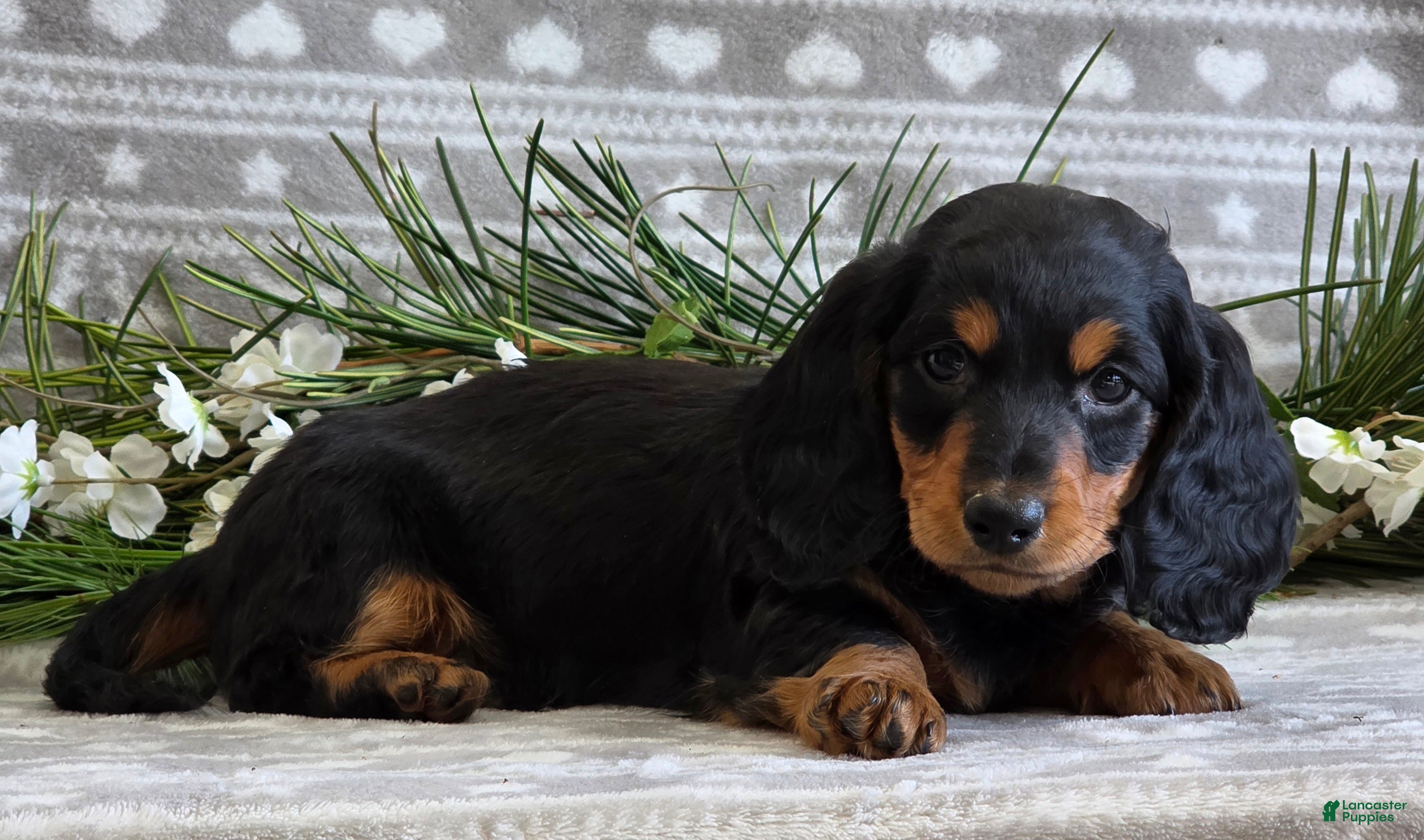 Miniature Dachshund dogs Donny - Ad 36
