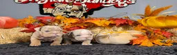 English Bulldog dogs for sale: English Bulldog 2 - Ad 9