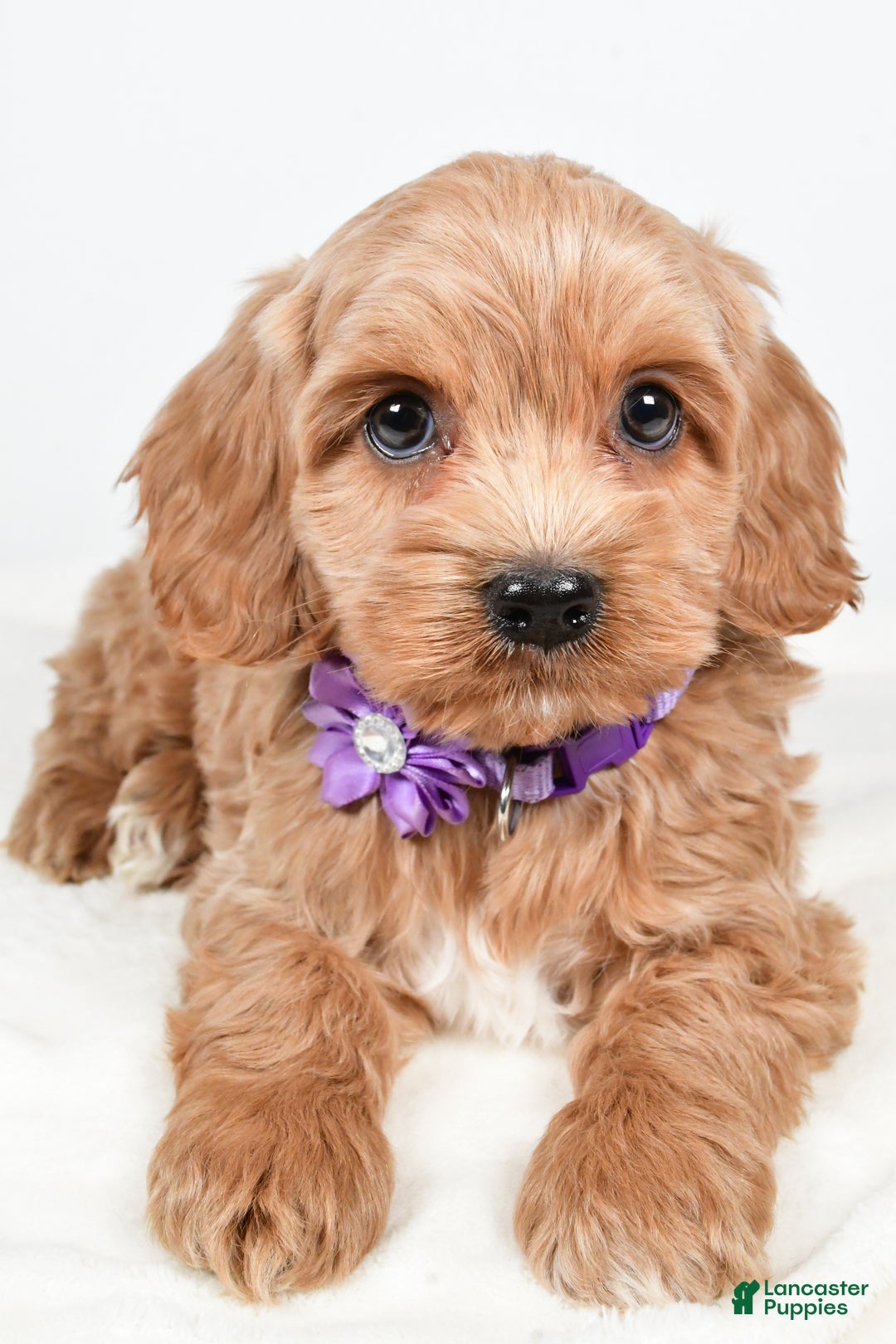 Cockapoo dogs for sale: Cookie - Ad 3