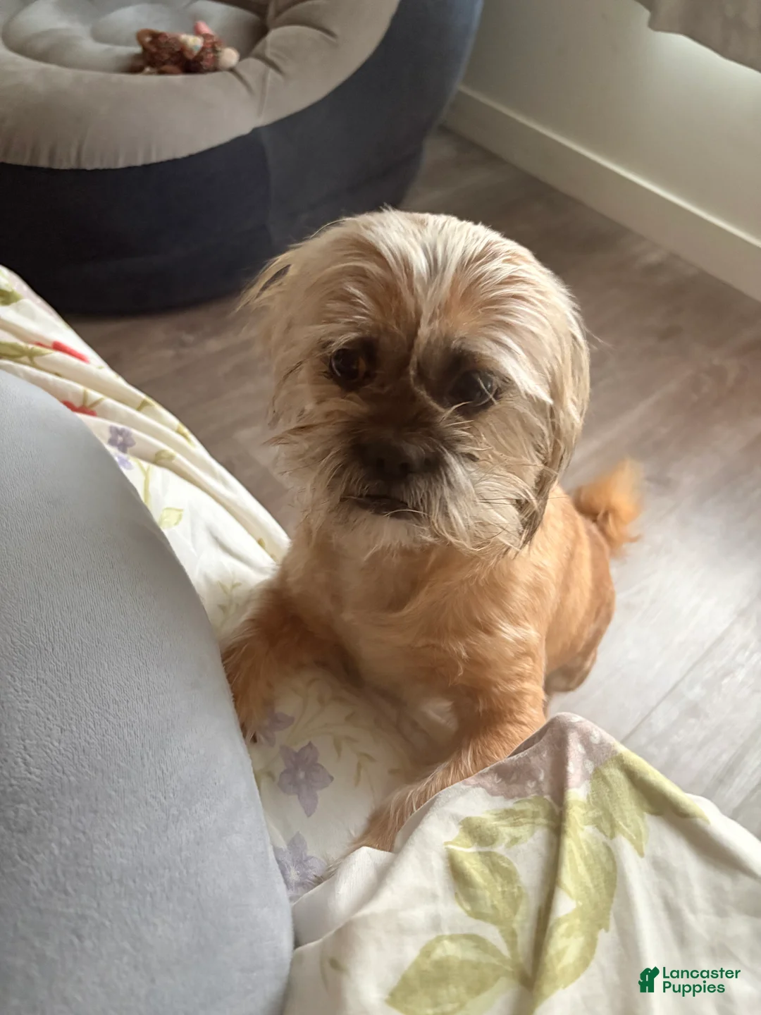 Mixed Breed dogs for sale: Baby chocolate  - Ad 6